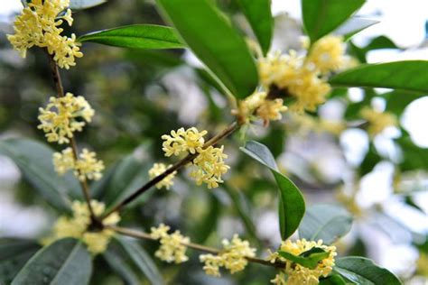 桂花 樹|桂花